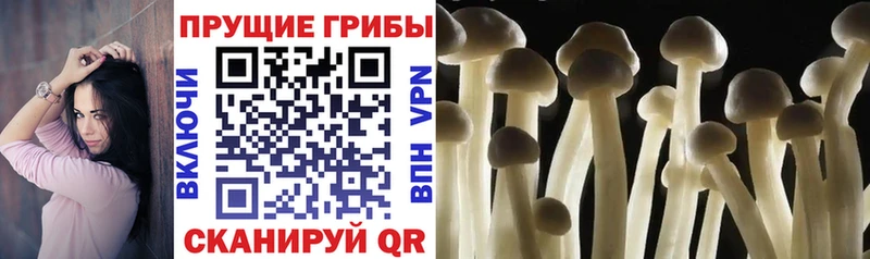 цена наркотик  omg ссылка  Псилоцибиновые грибы прущие грибы  Тогучин 